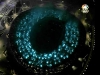 2008 Olympic Opening Ceremony